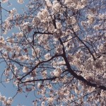 桜咲く２０１５春。